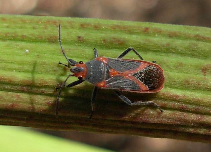 Lygaeidae: Caenocoris nerii