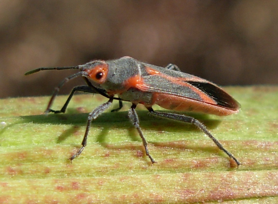 Lygaeidae: Caenocoris nerii