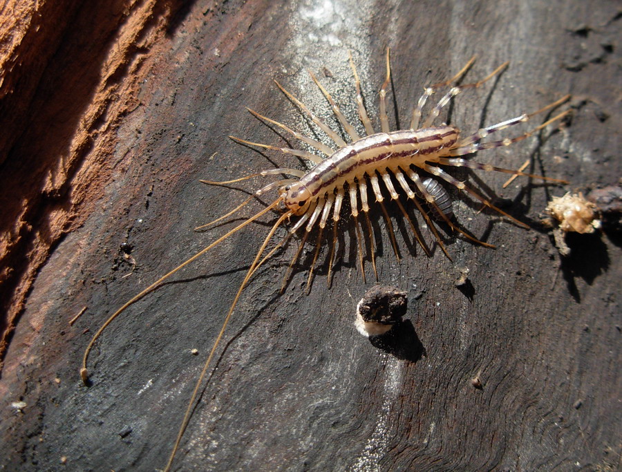 mi girano per casa ... Scutigera coleoptrata