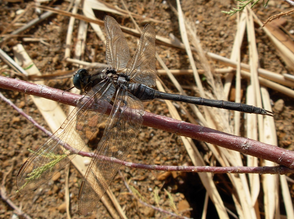 Orthetrum trinacria?