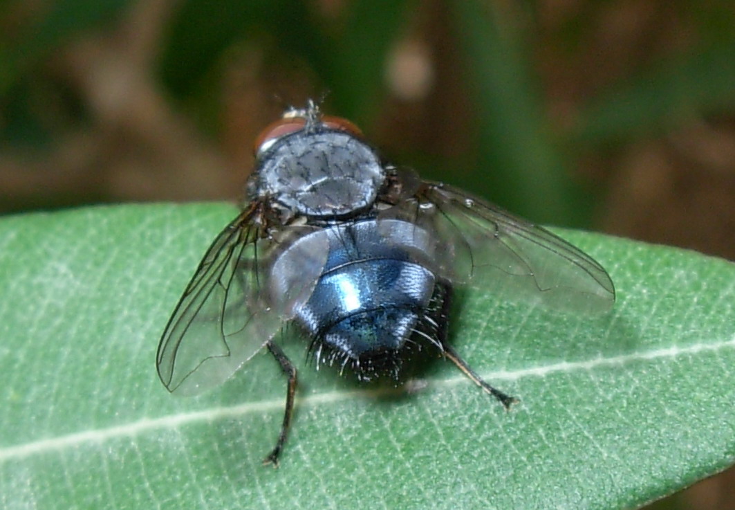 Calliphora