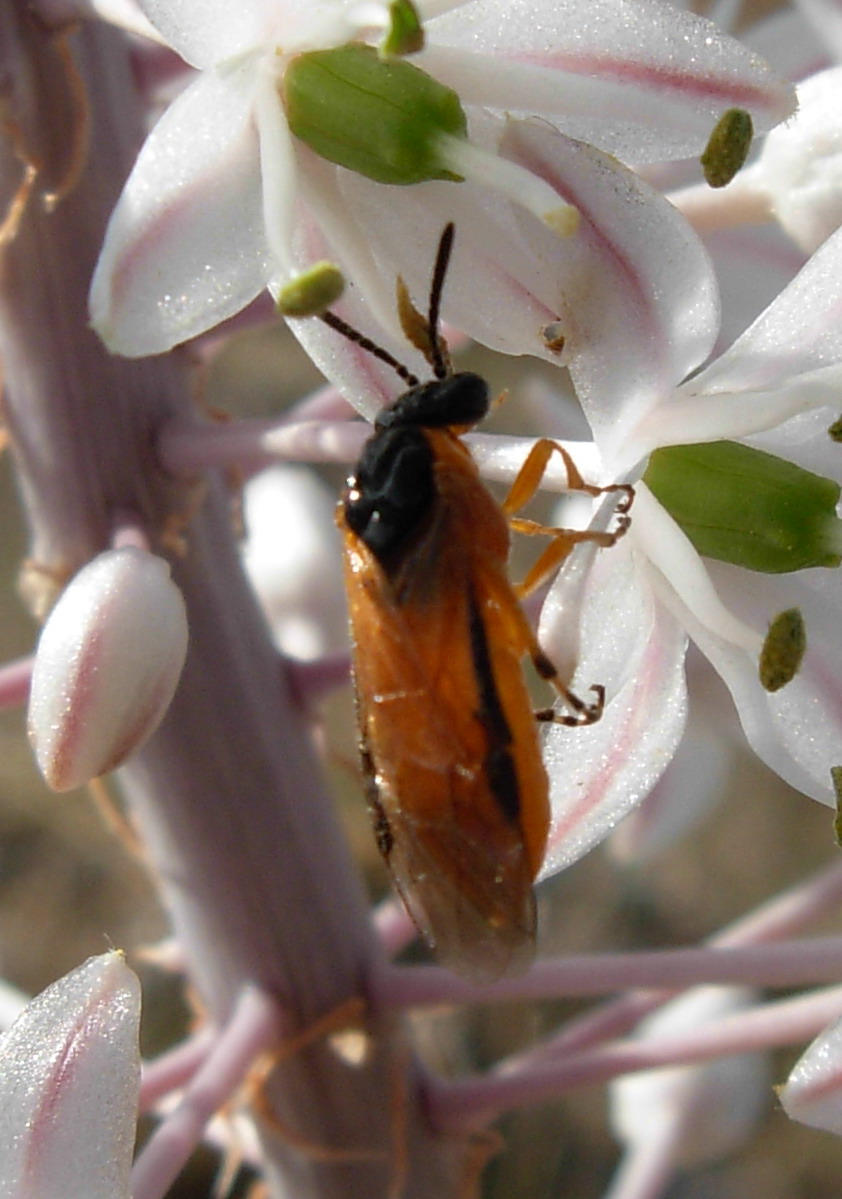 Athalia sp. (Tenthredinidae)