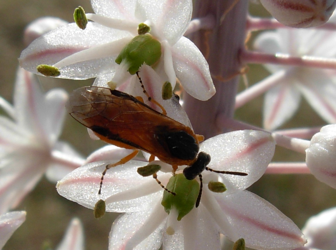 Athalia sp. (Tenthredinidae)