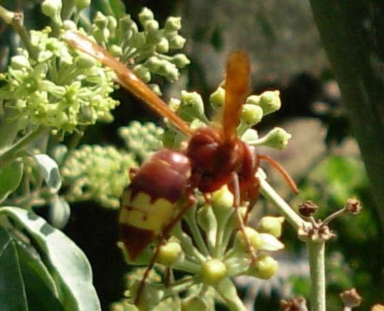 Calabroni: Vespa orientalis e Vespa crabro