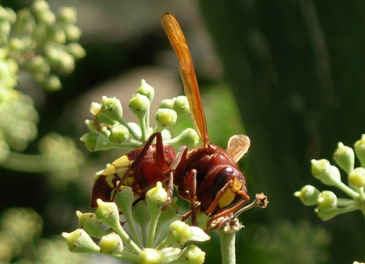 Calabroni: Vespa orientalis e Vespa crabro