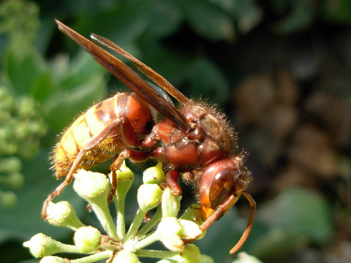 Calabroni: Vespa orientalis e Vespa crabro
