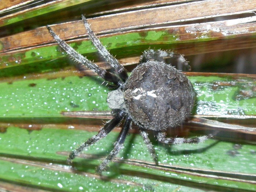 Araneus sp.