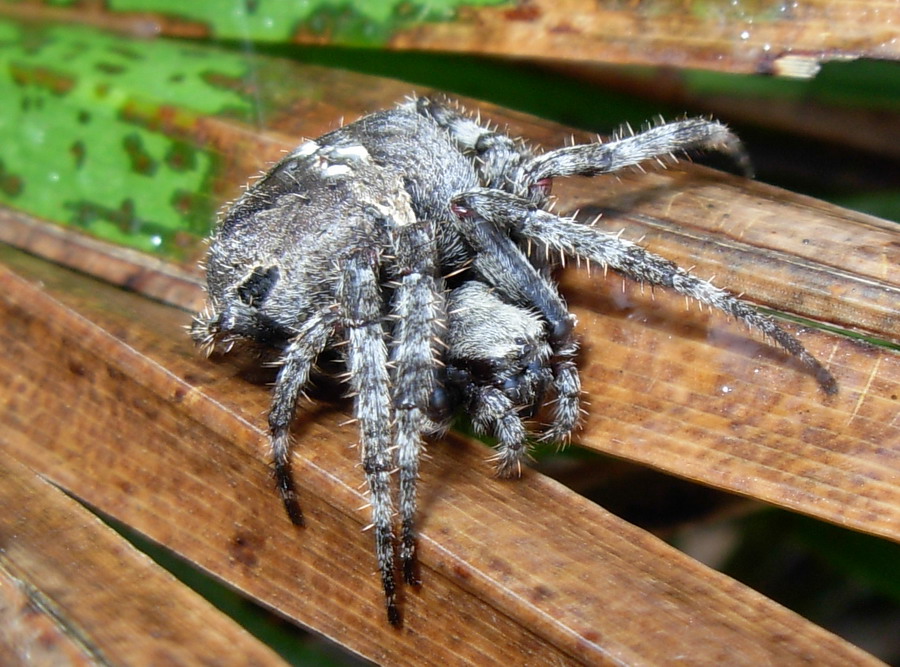 Araneus sp.