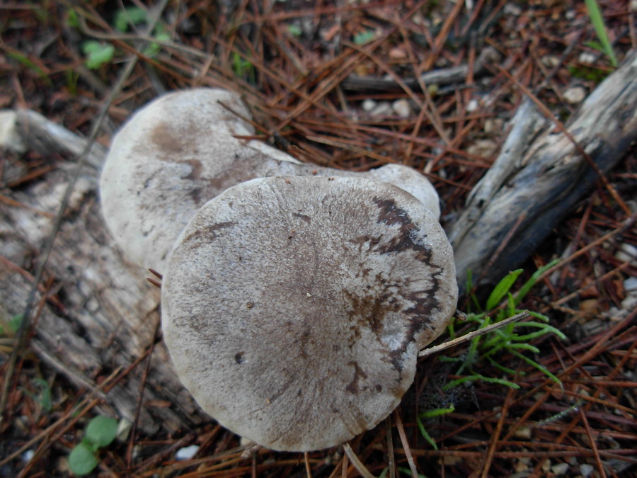 Pleurotus?