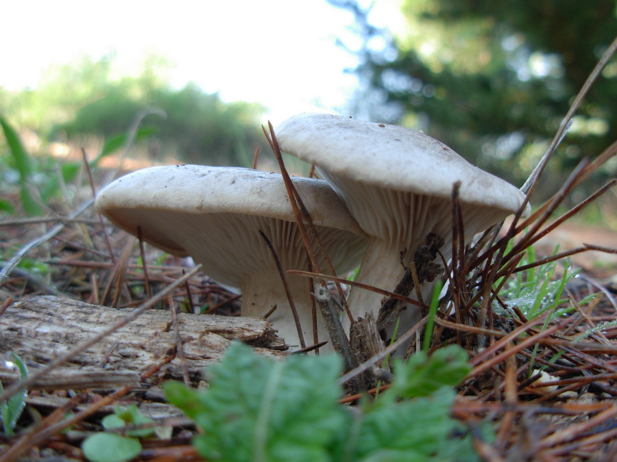 Pleurotus?