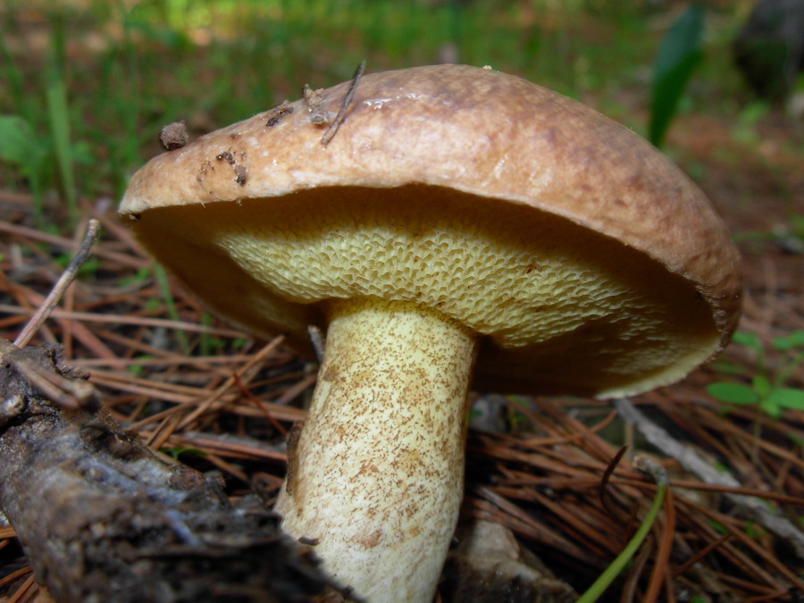 Pleurotus?