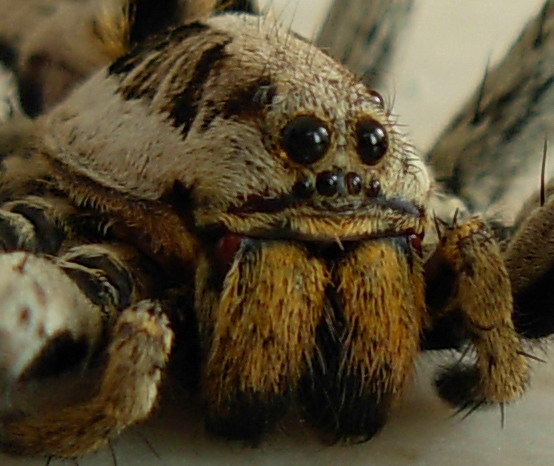 Hogna radiata
