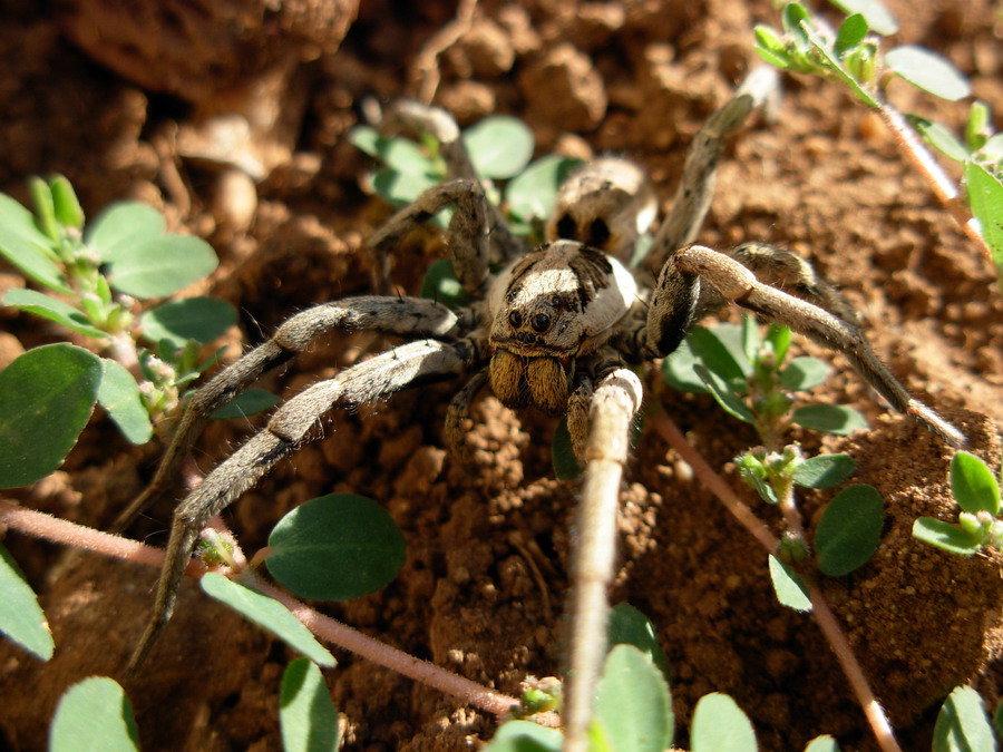 Hogna radiata
