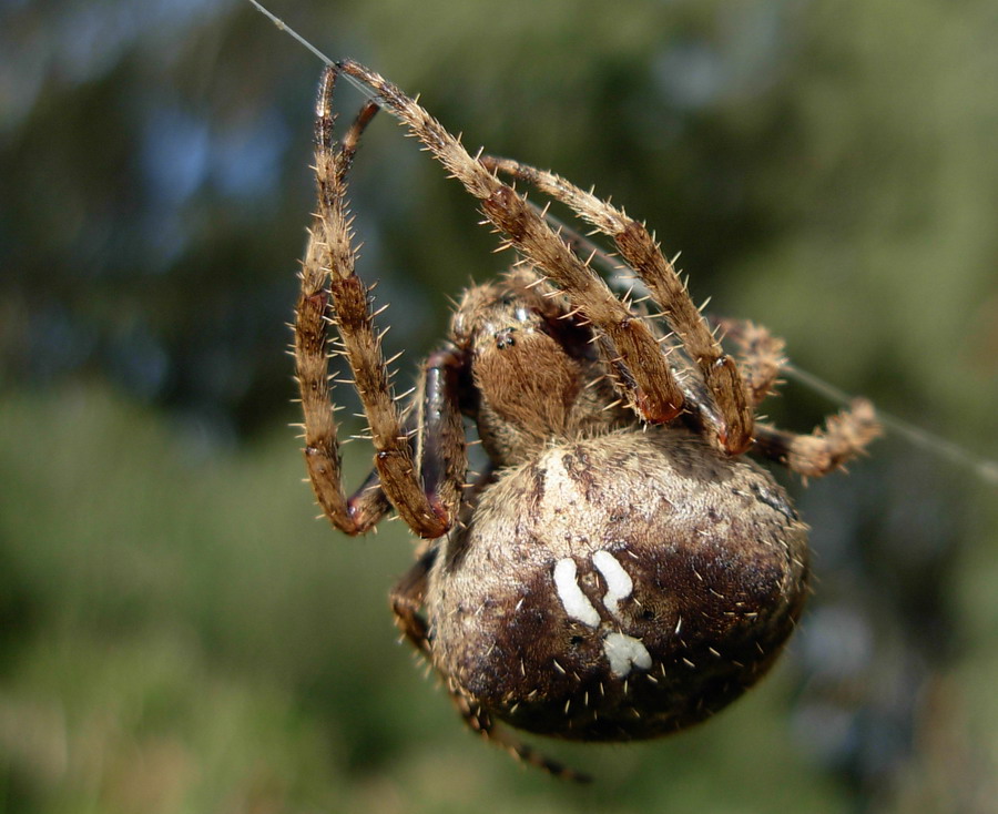 Araneus sp.