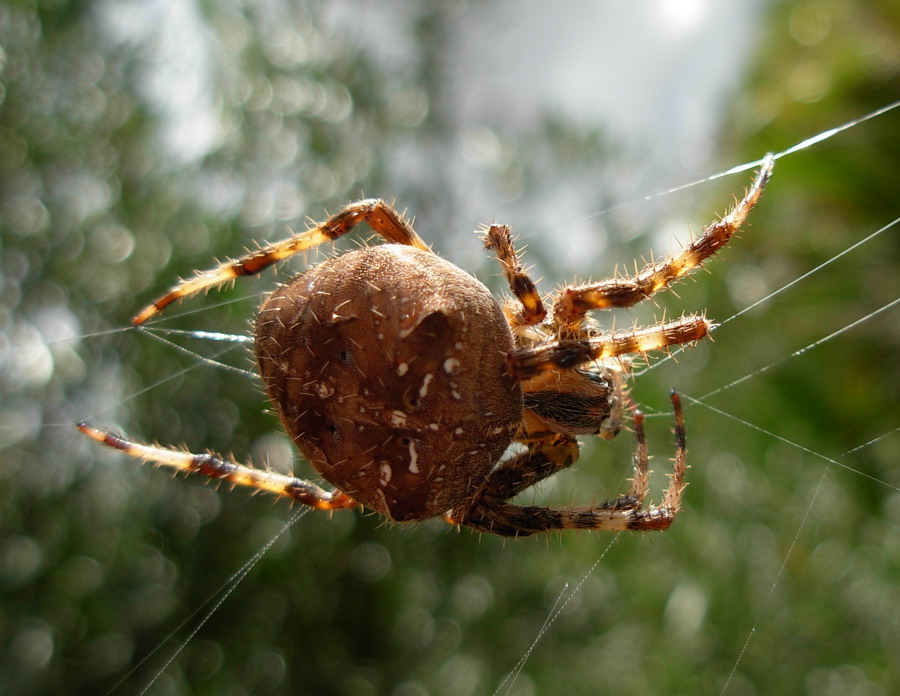 Araneus sp.