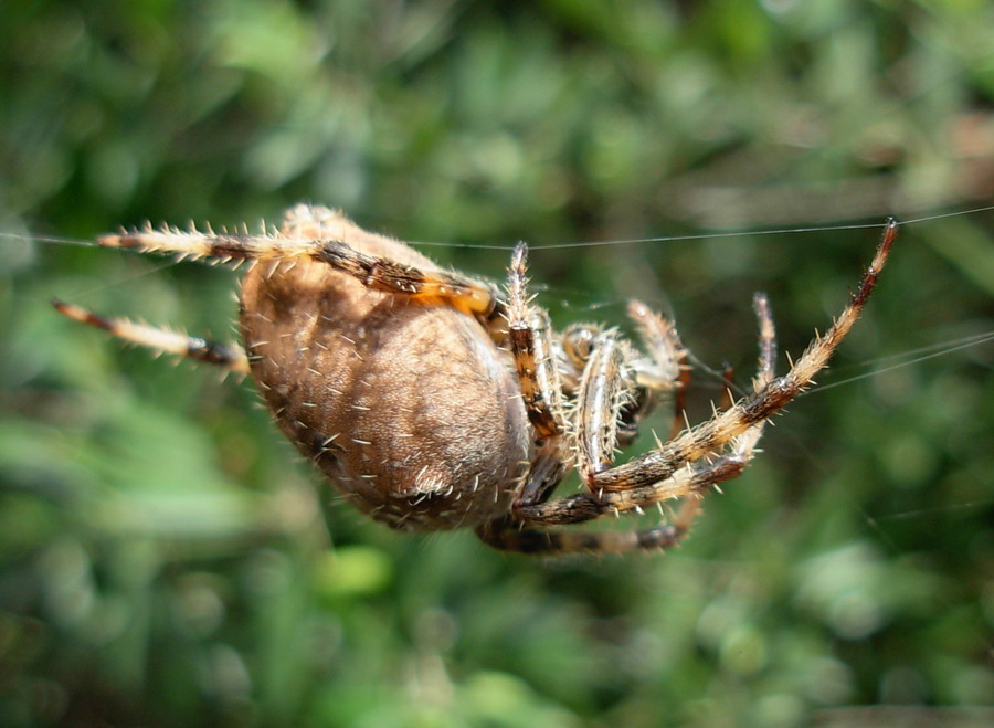 Araneus sp.