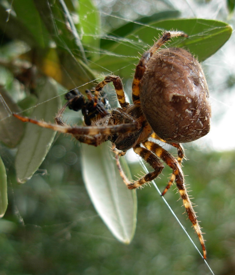 Araneus sp.