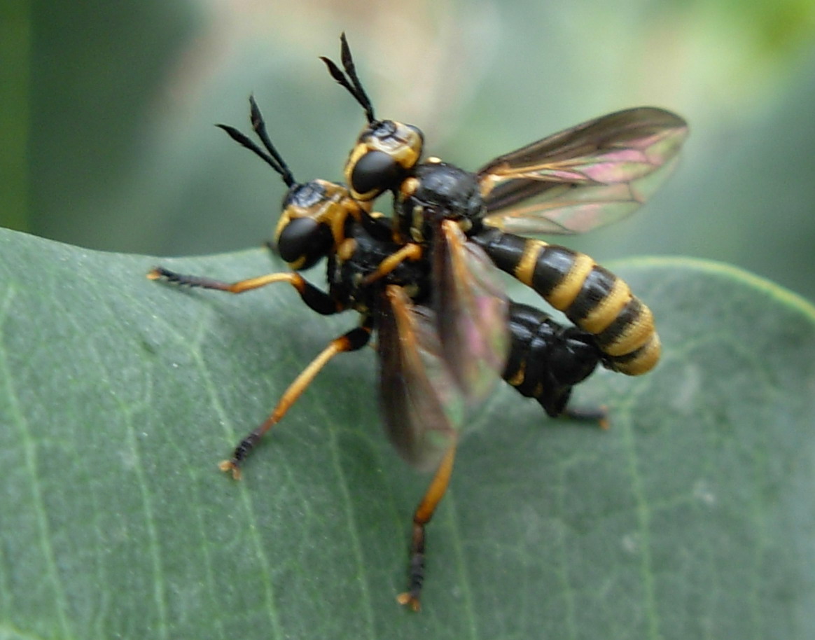 Piccole vespe indaffarate?  No, Conopidae: Leopoldius sp.