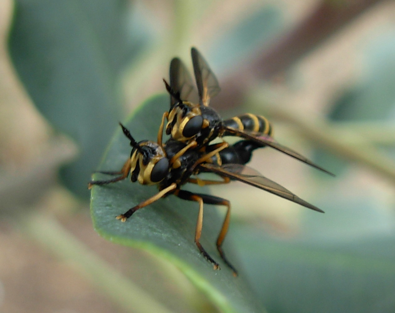 Piccole vespe indaffarate?  No, Conopidae: Leopoldius sp.