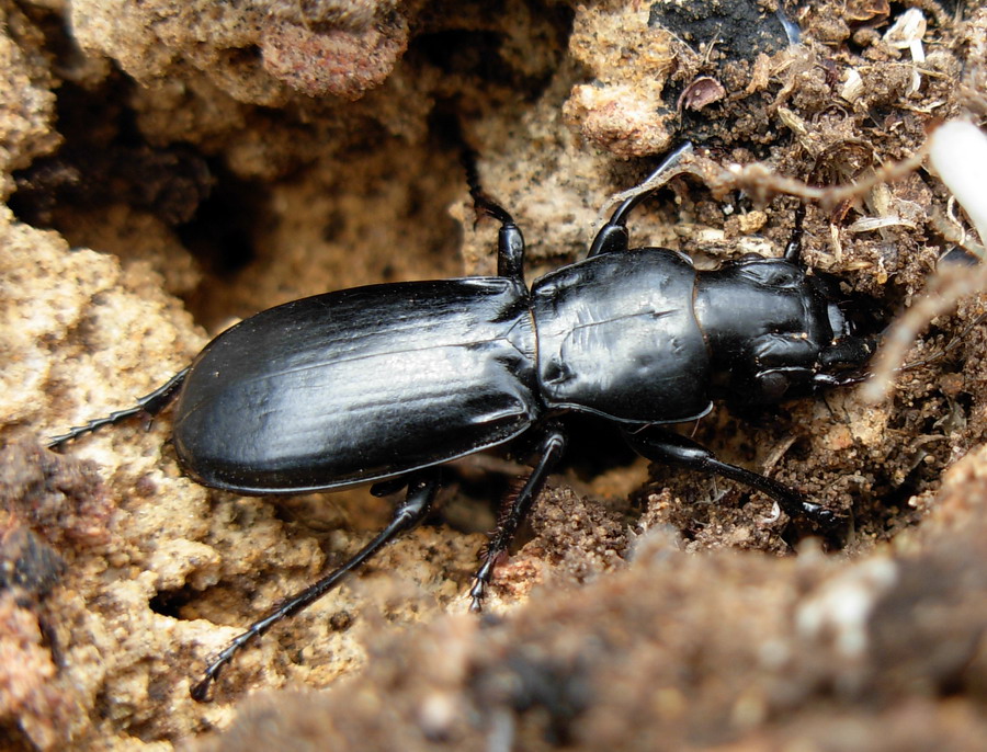 Percus corrugatus (Carabidae)