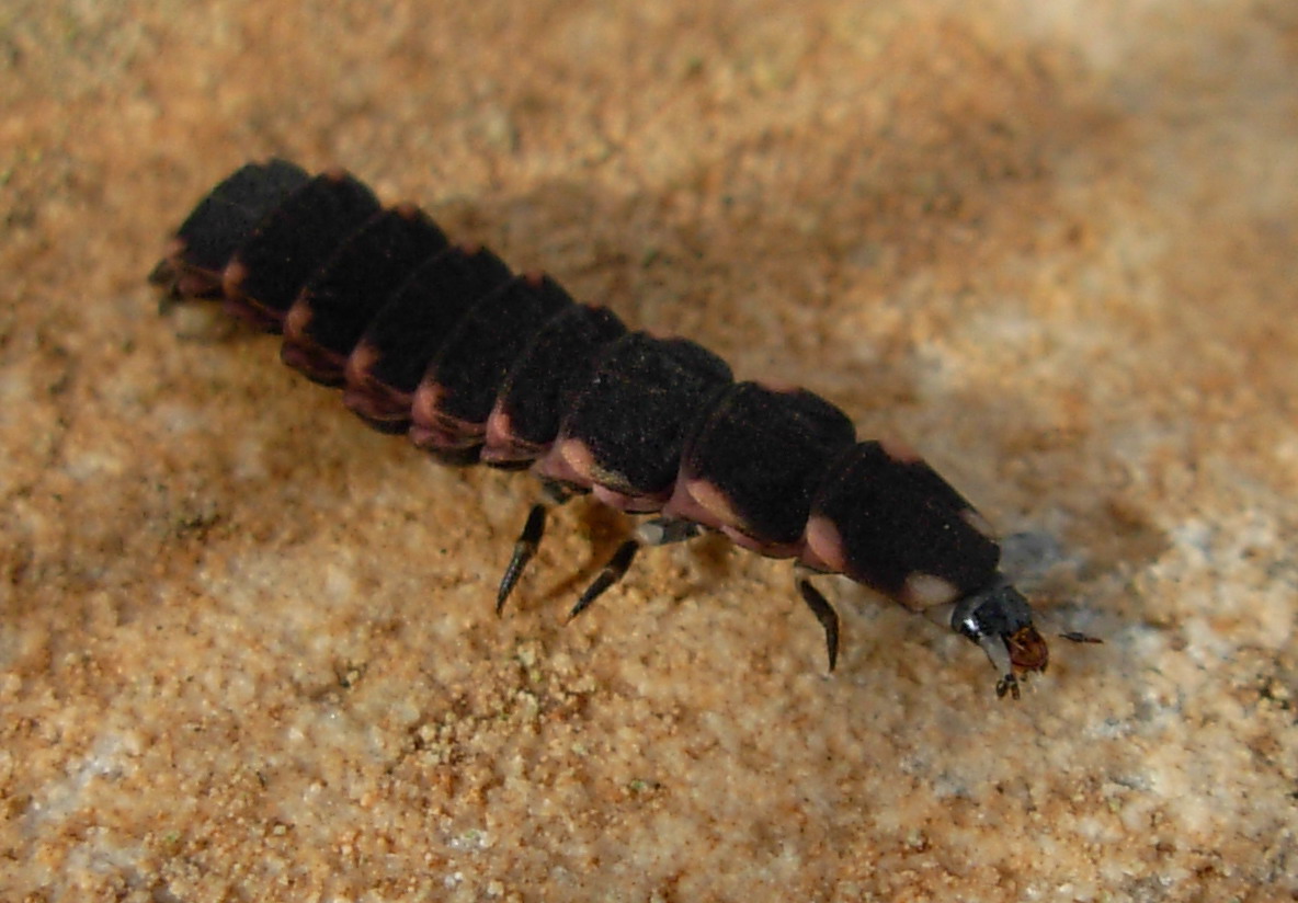 Larva di Lampyris sp.