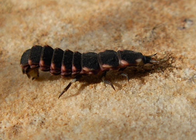 Larva di Lampyris sp.