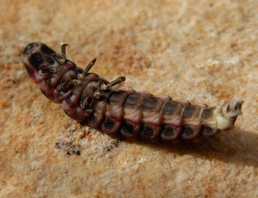 Larva di Lampyris sp.