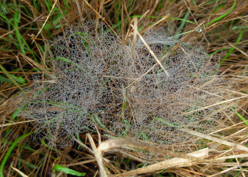 Tela di perle