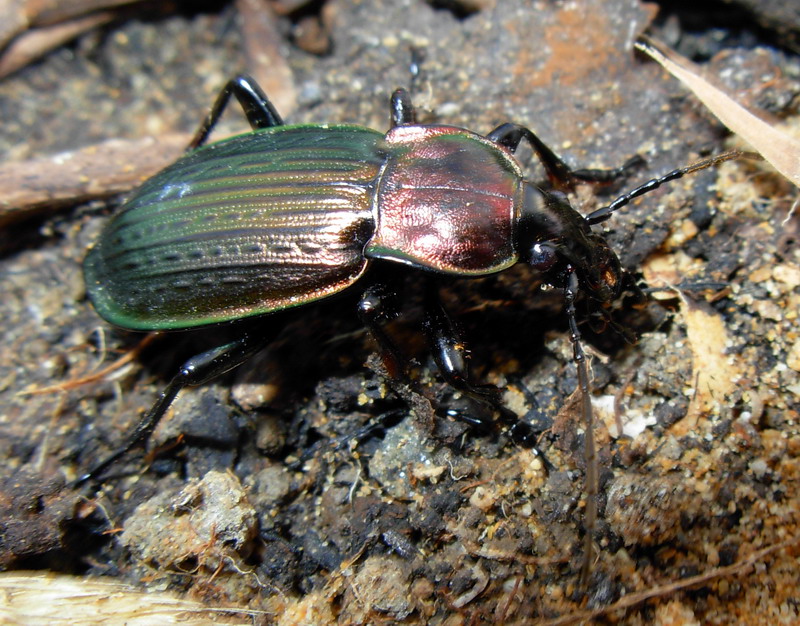 Carabus morbillosus alternans