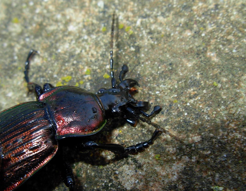 Carabus morbillosus alternans