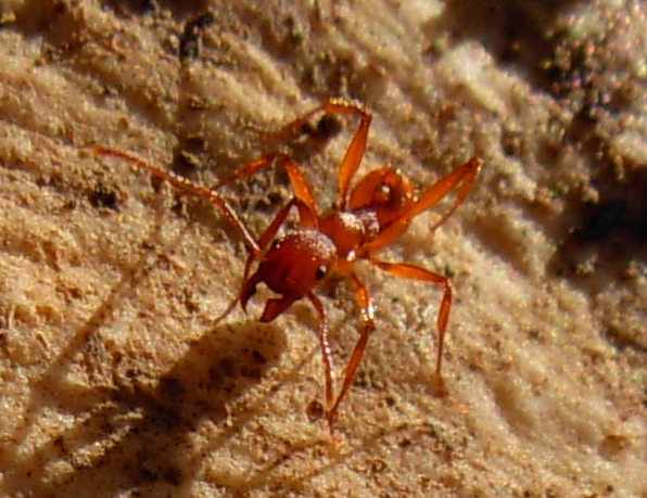 Aphaenogaster semipolita e Aphaenogaster cfr sardoa