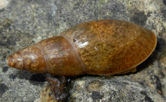Identificazione lumaca