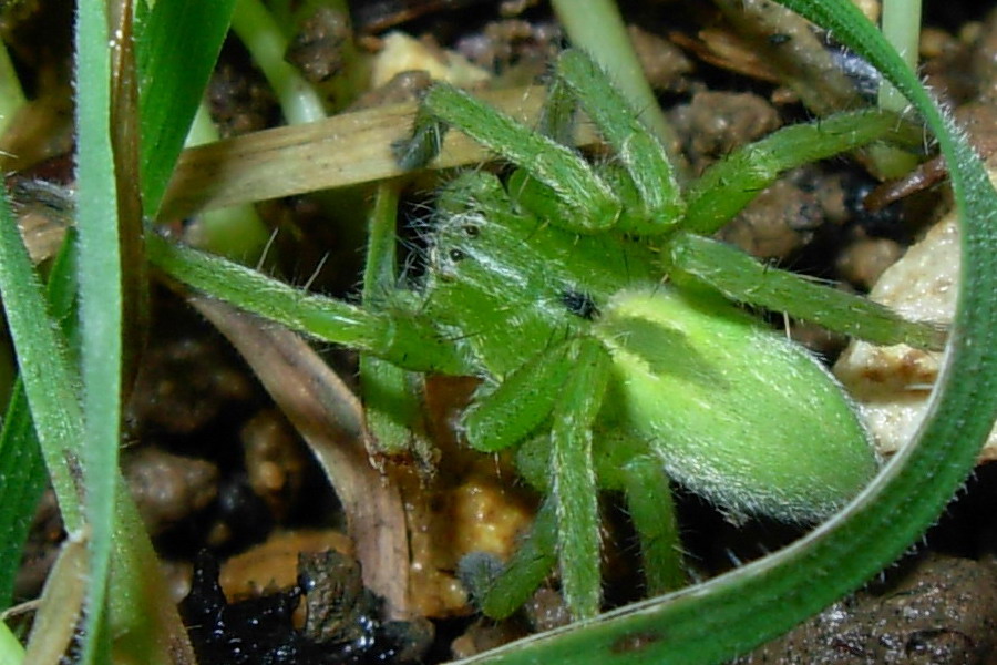 Micrommata virescens