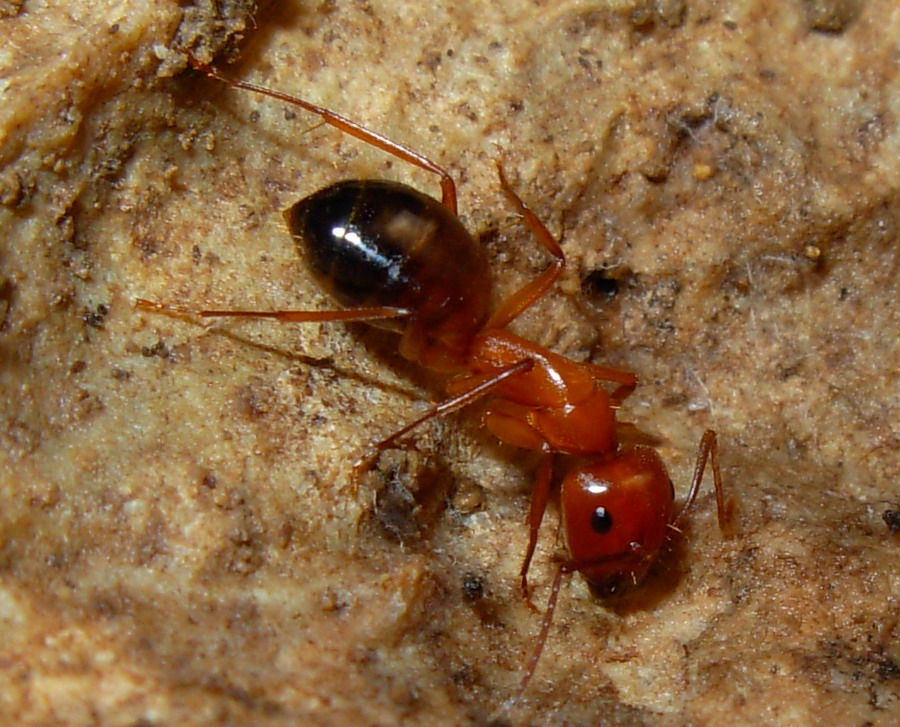 Aphaenogaster semipolita e Aphaenogaster cfr sardoa