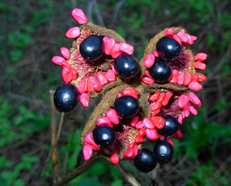 Paeonia mascula / Peonia maschio