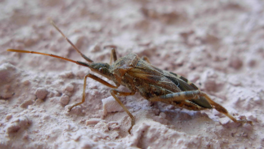 Leptoglossus occidentalis