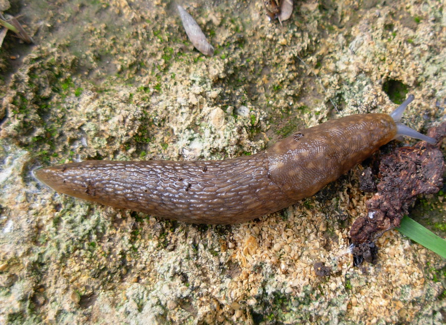 Limacus flavus da Misiliscemi-Guarrato e Paceo (TP)