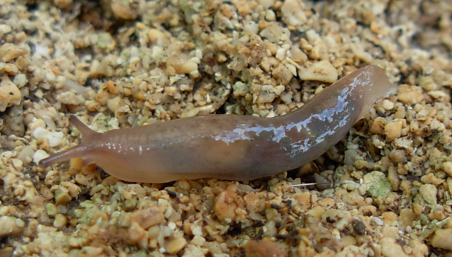 Limacus flavus da Misiliscemi-Guarrato e Paceo (TP)