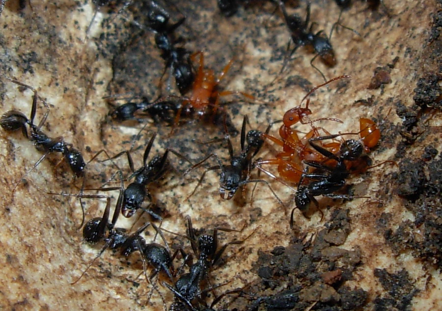 Aphaenogaster semipolita e Aphaenogaster cfr sardoa