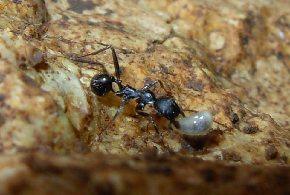 Aphaenogaster semipolita e Aphaenogaster cfr sardoa