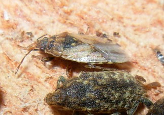 Nuovo eterottero: Platyplax (Lygaeidae)