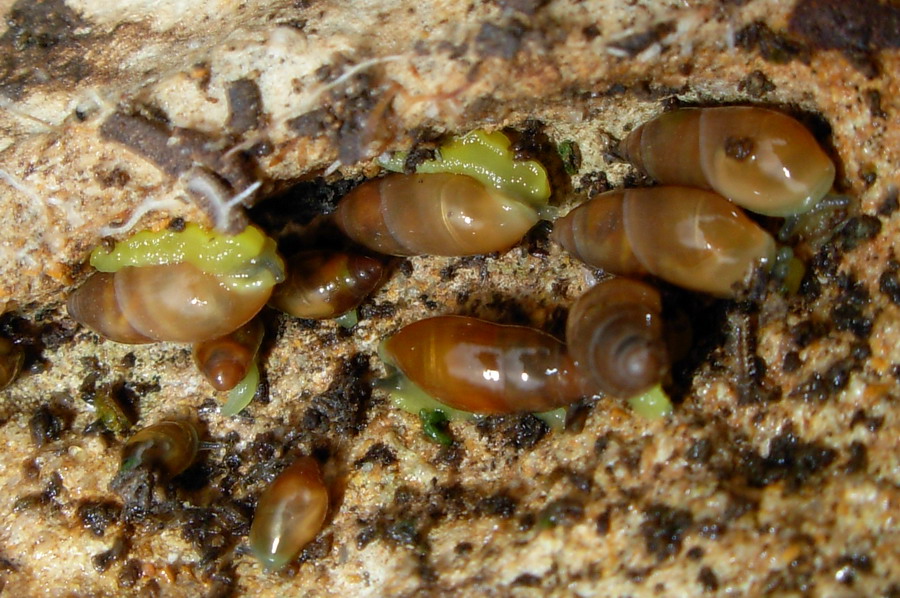 Identificazione lumaca
