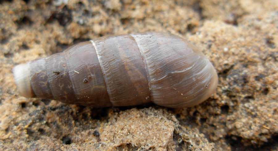 Identificazione lumaca