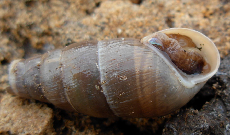 Identificazione lumaca