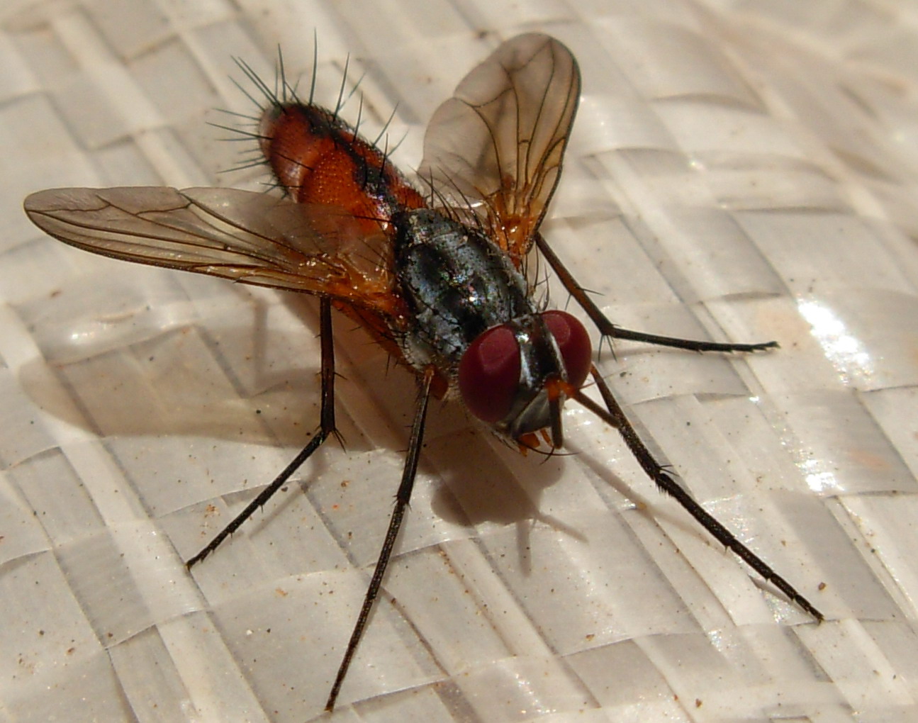 Tachinidae: Mintho sp.