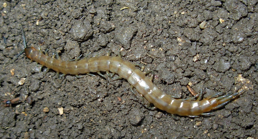Scolopendre sicule