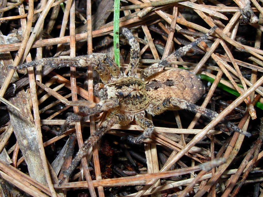 Zoropsis spinimana