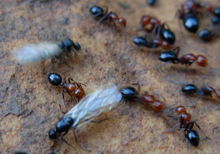 Aphaenogaster semipolita e Aphaenogaster cfr sardoa