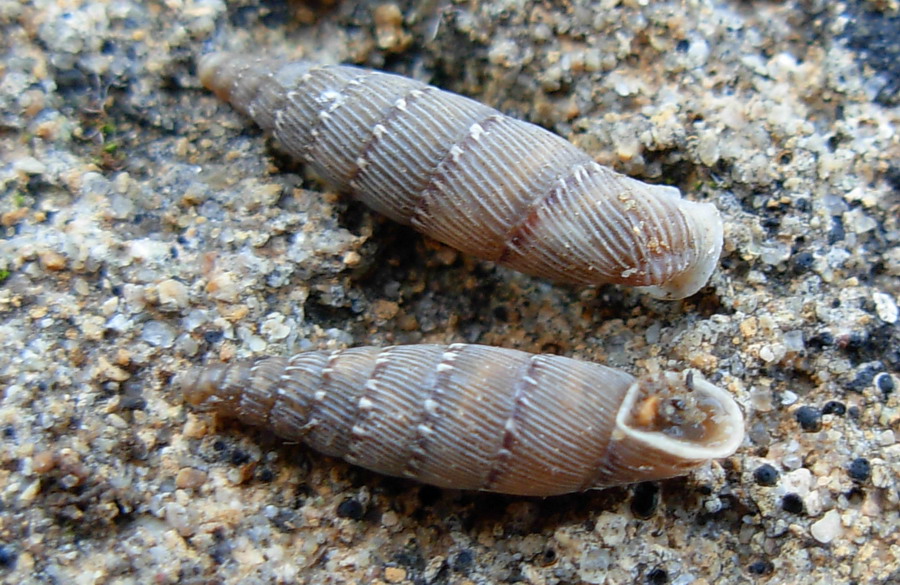 Limacus flavus da Misiliscemi-Guarrato e Paceo (TP)