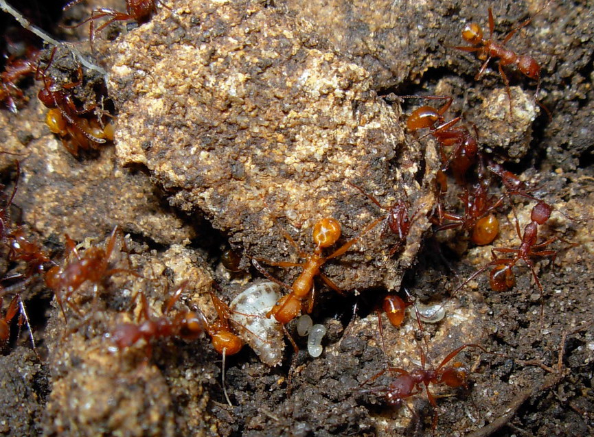 Aphaenogaster sardoa